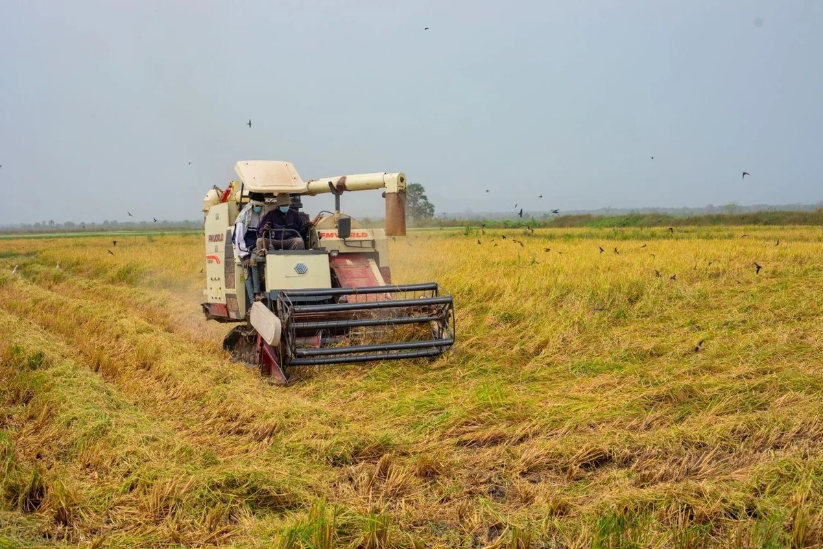 MIDA — Rice Harvest